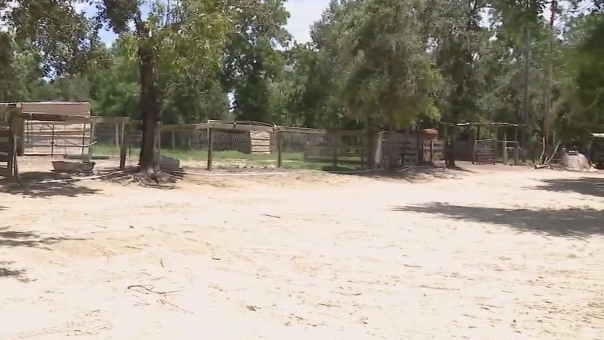 Horse slaughter investigation: Past complaints